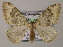  (Nebula mongoliata - BC ZSM Lep 51746)  @13 [ ] CreativeCommons - Attribution Non-Commercial Share-Alike (2011) Axel Hausmann/Bavarian State Collection of Zoology (ZSM) SNSB, Zoologische Staatssammlung Muenchen