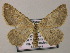  ( - BC ZSM Lep 51747)  @12 [ ] CreativeCommons - Attribution Non-Commercial Share-Alike (2011) Axel Hausmann/Bavarian State Collection of Zoology (ZSM) SNSB, Zoologische Staatssammlung Muenchen