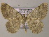  (Gnophos AH02Mg - BC ZSM Lep 51755)  @15 [ ] CreativeCommons - Attribution Non-Commercial Share-Alike (2011) Axel Hausmann/Bavarian State Collection of Zoology (ZSM) SNSB, Zoologische Staatssammlung Muenchen