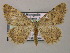  (Gnophos AH03Mg - BC ZSM Lep 51765)  @13 [ ] CreativeCommons - Attribution Non-Commercial Share-Alike (2011) Axel Hausmann/Bavarian State Collection of Zoology (ZSM) SNSB, Zoologische Staatssammlung Muenchen