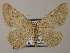  (Gnophos AH01Mg - BC ZSM Lep 51767)  @13 [ ] CreativeCommons - Attribution Non-Commercial Share-Alike (2011) Axel Hausmann/Bavarian State Collection of Zoology (ZSM) SNSB, Zoologische Staatssammlung Muenchen