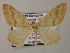  ( - BC ZSM Lep 51769)  @14 [ ] CreativeCommons - Attribution Non-Commercial Share-Alike (2011) Axel Hausmann/Bavarian State Collection of Zoology (ZSM) SNSB, Zoologische Staatssammlung Muenchen