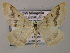  ( - BC ZSM Lep 51771)  @14 [ ] CreativeCommons - Attribution Non-Commercial Share-Alike (2011) Axel Hausmann/Bavarian State Collection of Zoology (ZSM) SNSB, Zoologische Staatssammlung Muenchen