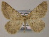  ( - BC ZSM Lep 51775)  @12 [ ] CreativeCommons - Attribution Non-Commercial Share-Alike (2011) Axel Hausmann/Bavarian State Collection of Zoology (ZSM) SNSB, Zoologische Staatssammlung Muenchen