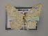  ( - BC ZSM Lep 51776)  @13 [ ] CreativeCommons - Attribution Non-Commercial Share-Alike (2011) Axel Hausmann/Bavarian State Collection of Zoology (ZSM) SNSB, Zoologische Staatssammlung Muenchen