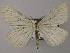  ( - BC ZSM Lep 51778)  @13 [ ] CreativeCommons - Attribution Non-Commercial Share-Alike (2011) Axel Hausmann/Bavarian State Collection of Zoology (ZSM) SNSB, Zoologische Staatssammlung Muenchen