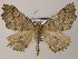  ( - BC ZSM Lep 51780)  @13 [ ] CreativeCommons - Attribution Non-Commercial Share-Alike (2011) Axel Hausmann/Bavarian State Collection of Zoology (ZSM) SNSB, Zoologische Staatssammlung Muenchen