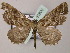  ( - BC ZSM Lep 51800)  @14 [ ] CreativeCommons - Attribution Non-Commercial Share-Alike (2011) Axel Hausmann/Bavarian State Collection of Zoology (ZSM) SNSB, Zoologische Staatssammlung Muenchen