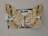  ( - BC ZSM Lep 51806)  @13 [ ] CreativeCommons - Attribution Non-Commercial Share-Alike (2011) Axel Hausmann/Bavarian State Collection of Zoology (ZSM) SNSB, Zoologische Staatssammlung Muenchen