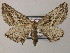  (Megalycinia strictaria - BC ZSM Lep 51808)  @14 [ ] CreativeCommons - Attribution Non-Commercial Share-Alike (2011) Axel Hausmann/Bavarian State Collection of Zoology (ZSM) SNSB, Zoologische Staatssammlung Muenchen