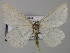  ( - BC ZSM Lep 51809)  @12 [ ] CreativeCommons - Attribution Non-Commercial Share-Alike (2011) Axel Hausmann/Bavarian State Collection of Zoology (ZSM) SNSB, Zoologische Staatssammlung Muenchen