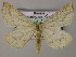  ( - BC ZSM Lep 51815)  @13 [ ] CreativeCommons - Attribution Non-Commercial Share-Alike (2011) Axel Hausmann/Bavarian State Collection of Zoology (ZSM) SNSB, Zoologische Staatssammlung Muenchen