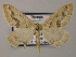  ( - BC ZSM Lep 51817)  @14 [ ] CreativeCommons - Attribution Non-Commercial Share-Alike (2011) Axel Hausmann/Bavarian State Collection of Zoology (ZSM) SNSB, Zoologische Staatssammlung Muenchen
