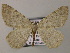  ( - BC ZSM Lep 51819)  @14 [ ] CreativeCommons - Attribution Non-Commercial Share-Alike (2011) Axel Hausmann/Bavarian State Collection of Zoology (ZSM) SNSB, Zoologische Staatssammlung Muenchen