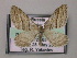  ( - BC ZSM Lep 51823)  @13 [ ] CreativeCommons - Attribution Non-Commercial Share-Alike (2011) Axel Hausmann/Bavarian State Collection of Zoology (ZSM) SNSB, Zoologische Staatssammlung Muenchen