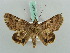  ( - BC ZSM Lep 52587)  @12 [ ] CreativeCommons - Attribution Non-Commercial Share-Alike (2011) Axel Hausmann/Bavarian State Collection of Zoology (ZSM) SNSB, Zoologische Staatssammlung Muenchen