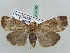  ( - BC ZSM Lep 52590)  @12 [ ] CreativeCommons - Attribution Non-Commercial Share-Alike (2011) Axel Hausmann/Bavarian State Collection of Zoology (ZSM) SNSB, Zoologische Staatssammlung Muenchen