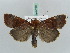  ( - BC ZSM Lep 52591)  @13 [ ] CreativeCommons - Attribution Non-Commercial Share-Alike (2011) Axel Hausmann/Bavarian State Collection of Zoology (ZSM) SNSB, Zoologische Staatssammlung Muenchen