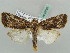  (Hampsonodes promentoria - BC ZSM Lep 52592)  @14 [ ] CreativeCommons - Attribution Non-Commercial Share-Alike (2011) Axel Hausmann/Bavarian State Collection of Zoology (ZSM) SNSB, Zoologische Staatssammlung Muenchen
