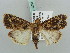  ( - BC ZSM Lep 52593)  @13 [ ] CreativeCommons - Attribution Non-Commercial Share-Alike (2011) Axel Hausmann/Bavarian State Collection of Zoology (ZSM) SNSB, Zoologische Staatssammlung Muenchen