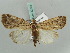 ( - BC ZSM Lep 52594)  @13 [ ] CreativeCommons - Attribution Non-Commercial Share-Alike (2011) Axel Hausmann/Bavarian State Collection of Zoology (ZSM) SNSB, Zoologische Staatssammlung Muenchen