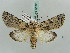  (Hypnotype placens - BC ZSM Lep 52596)  @14 [ ] CreativeCommons - Attribution Non-Commercial Share-Alike (2011) Axel Hausmann/Bavarian State Collection of Zoology (ZSM) SNSB, Zoologische Staatssammlung Muenchen