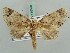  ( - BC ZSM Lep 52598)  @13 [ ] CreativeCommons - Attribution Non-Commercial Share-Alike (2011) Axel Hausmann/Bavarian State Collection of Zoology (ZSM) SNSB, Zoologische Staatssammlung Muenchen