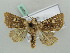  (Hadena albistellata - BC ZSM Lep 52608)  @13 [ ] CreativeCommons - Attribution Non-Commercial Share-Alike (2011) Axel Hausmann/Bavarian State Collection of Zoology (ZSM) SNSB, Zoologische Staatssammlung Muenchen