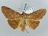  (Epitausa perseverans - BC ZSM Lep 52616)  @15 [ ] CreativeCommons - Attribution Non-Commercial Share-Alike (2011) Axel Hausmann/Bavarian State Collection of Zoology (ZSM) SNSB, Zoologische Staatssammlung Muenchen
