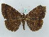  (Hemeroblemma circe - BC ZSM Lep 52617)  @14 [ ] CreativeCommons - Attribution Non-Commercial Share-Alike (2011) Axel Hausmann/Bavarian State Collection of Zoology (ZSM) SNSB, Zoologische Staatssammlung Muenchen