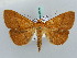  (Epitausa dilina - BC ZSM Lep 52629)  @15 [ ] CreativeCommons - Attribution Non-Commercial Share-Alike (2011) Axel Hausmann/Bavarian State Collection of Zoology (ZSM) SNSB, Zoologische Staatssammlung Muenchen