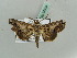  ( - BC ZSM Lep 52638)  @14 [ ] CreativeCommons - Attribution Non-Commercial Share-Alike (2011) Axel Hausmann/Bavarian State Collection of Zoology (ZSM) SNSB, Zoologische Staatssammlung Muenchen