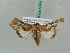  ( - BC ZSM Lep 52643)  @14 [ ] CreativeCommons - Attribution Non-Commercial Share-Alike (2011) Axel Hausmann/Bavarian State Collection of Zoology (ZSM) SNSB, Zoologische Staatssammlung Muenchen