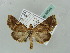  ( - BC ZSM Lep 52645)  @13 [ ] CreativeCommons - Attribution Non-Commercial Share-Alike (2011) Axel Hausmann/Bavarian State Collection of Zoology (ZSM) SNSB, Zoologische Staatssammlung Muenchen