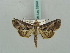  ( - BC ZSM Lep 52648)  @14 [ ] CreativeCommons - Attribution Non-Commercial Share-Alike (2011) Axel Hausmann/Bavarian State Collection of Zoology (ZSM) SNSB, Zoologische Staatssammlung Muenchen