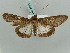  ( - BC ZSM Lep 52660)  @13 [ ] CreativeCommons - Attribution Non-Commercial Share-Alike (2011) Axel Hausmann/Bavarian State Collection of Zoology (ZSM) SNSB, Zoologische Staatssammlung Muenchen