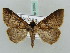  ( - BC ZSM Lep 52662)  @12 [ ] CreativeCommons - Attribution Non-Commercial Share-Alike (2011) Axel Hausmann/Bavarian State Collection of Zoology (ZSM) SNSB, Zoologische Staatssammlung Muenchen