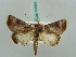  ( - BC ZSM Lep 52664)  @14 [ ] CreativeCommons - Attribution Non-Commercial Share-Alike (2011) Axel Hausmann/Bavarian State Collection of Zoology (ZSM) SNSB, Zoologische Staatssammlung Muenchen
