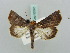  ( - BC ZSM Lep 52665)  @14 [ ] CreativeCommons - Attribution Non-Commercial Share-Alike (2011) Axel Hausmann/Bavarian State Collection of Zoology (ZSM) SNSB, Zoologische Staatssammlung Muenchen