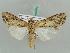  ( - BC ZSM Lep 52677)  @13 [ ] CreativeCommons - Attribution Non-Commercial Share-Alike (2011) Axel Hausmann/Bavarian State Collection of Zoology (ZSM) SNSB, Zoologische Staatssammlung Muenchen