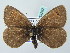 ( - BC ZSM Lep 53282)  @13 [ ] Copyright (2011) Axel Hausmann/Bavarian State Collection of Zoology (ZSM) SNSB, Zoologische Staatssammlung Muenchen