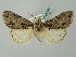  ( - BC ZSM Lep 53308)  @13 [ ] CreativeCommons - Attribution Non-Commercial Share-Alike (2011) Axel Hausmann/Bavarian State Collection of Zoology (ZSM) SNSB, Zoologische Staatssammlung Muenchen