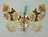  ( - BC ZSM Lep 53333)  @14 [ ] CreativeCommons - Attribution Non-Commercial Share-Alike (2011) Axel Hausmann/Bavarian State Collection of Zoology (ZSM) SNSB, Zoologische Staatssammlung Muenchen