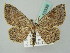  ( - BC ZSM Lep 53339)  @11 [ ] CreativeCommons - Attribution Non-Commercial Share-Alike (2011) Axel Hausmann/Bavarian State Collection of Zoology (ZSM) SNSB, Zoologische Staatssammlung Muenchen