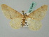  ( - BC ZSM Lep 53343)  @12 [ ] CreativeCommons - Attribution Non-Commercial Share-Alike (2011) Axel Hausmann/Bavarian State Collection of Zoology (ZSM) SNSB, Zoologische Staatssammlung Muenchen