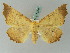  ( - BC ZSM Lep 53345)  @14 [ ] CreativeCommons - Attribution Non-Commercial Share-Alike (2011) Axel Hausmann/Bavarian State Collection of Zoology (ZSM) SNSB, Zoologische Staatssammlung Muenchen