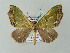  ( - BC ZSM Lep 57631)  @13 [ ] CreativeCommons - Attribution Non-Commercial Share-Alike (2011) Axel Hausmann/Bavarian State Collection of Zoology (ZSM) SNSB, Zoologische Staatssammlung Muenchen
