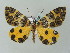  (Pantherodes AH01Me - BC ZSM Lep 57636)  @14 [ ] CreativeCommons - Attribution Non-Commercial Share-Alike (2011) Axel Hausmann/Bavarian State Collection of Zoology (ZSM) SNSB, Zoologische Staatssammlung Muenchen