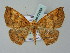  (Oenoptila AH01Me - BC ZSM Lep 57638)  @13 [ ] CreativeCommons - Attribution Non-Commercial Share-Alike (2011) Axel Hausmann/Bavarian State Collection of Zoology (ZSM) SNSB, Zoologische Staatssammlung Muenchen
