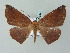  ( - BC ZSM Lep 57641)  @13 [ ] CreativeCommons - Attribution Non-Commercial Share-Alike (2011) Axel Hausmann/Bavarian State Collection of Zoology (ZSM) SNSB, Zoologische Staatssammlung Muenchen